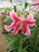 [4130 Pink App No02.JPG]